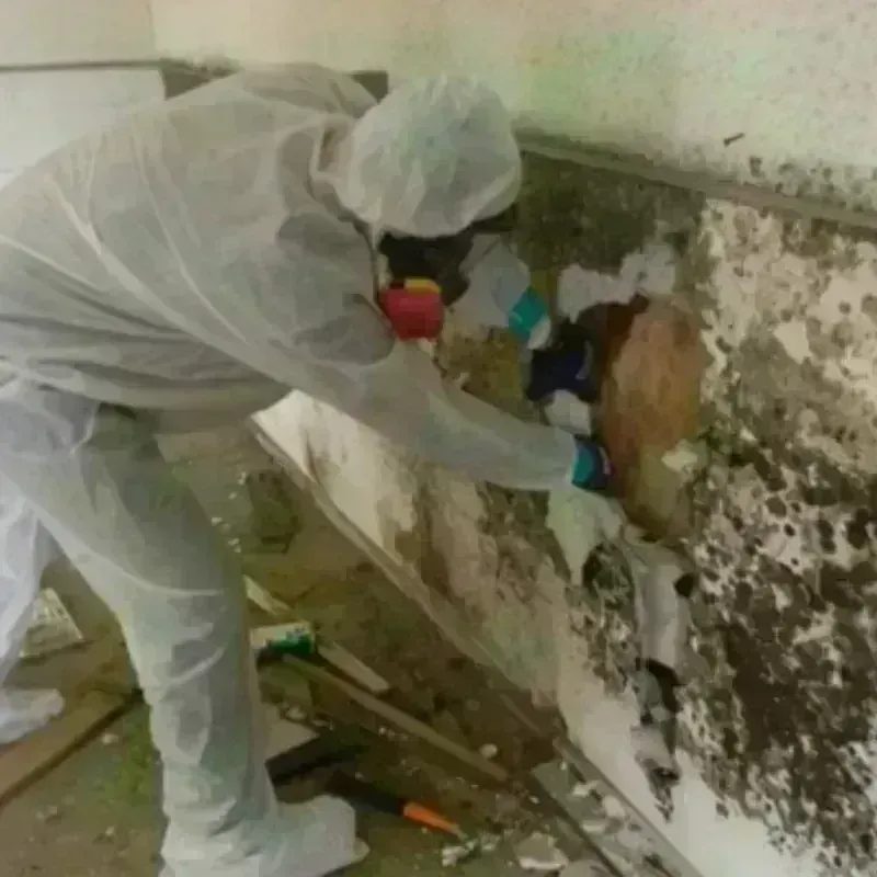 Mold Remediation and Removal in Schiller Park, IL